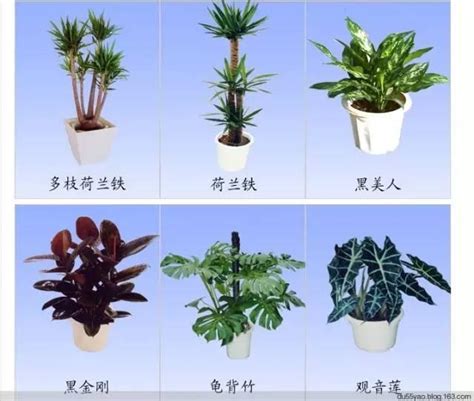 觀葉植物介紹